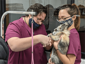 Veterinary Assistant New Horizons   Image 4 